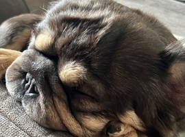 Full visible fluffy frenchie pair