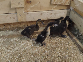4 runner ducklings   last ones this year