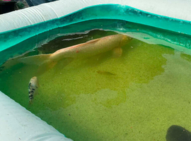 Koi for sale