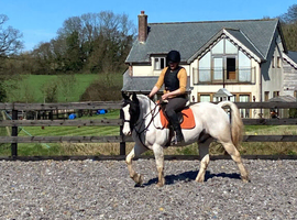 Grab a once-in-a-lifetime ready to mauld horse! 15.1hh cob cross