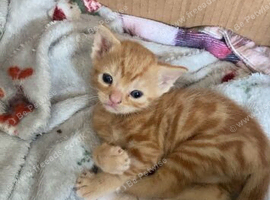 2 kittens for sale