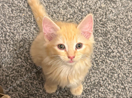 Custard the kitten