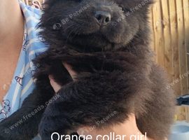 Chow chows