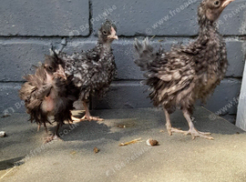 4 bantam chickens