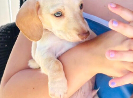 True Kc miniature dachshund puppies