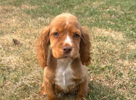last 2 cocker spaniel puppy&rsquo;s looking for new homes