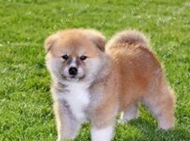 Akita looking for a loving home