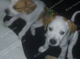 Puppies