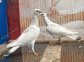 Pigeon