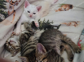 4 kittens for sale