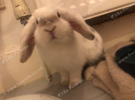 NOT NEUTERED male mini lop