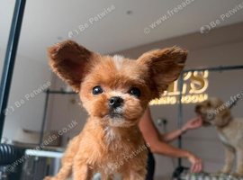 Teacup Asian Gold Dust Yorkie ONLY 1kg