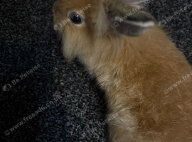 Lionhead male Very Cute