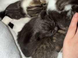 Kittens for sale
