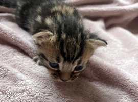 3 male kittens