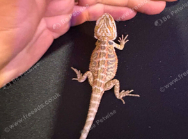 Baby bearded dragons