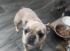 French bulldog sisters
