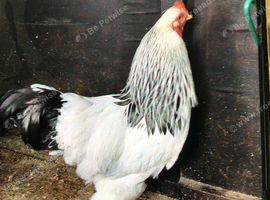 Light Brahma chicks off heat