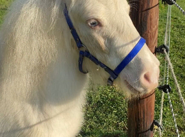 Beautiful Cremello Mini Shetland Gelding For Sale