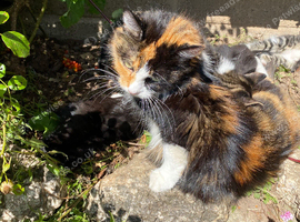 Adorable kittens