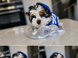 2 boys Pure breed Yorkshire Terrier Puppies