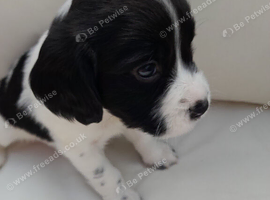 4 Gorgeous Springer Spaniels For Sale from litter of 7
