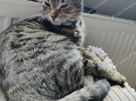 1 year old female cat