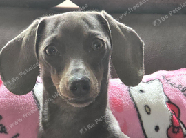 True minature dachshund