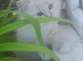 2 Ragdoll kittens