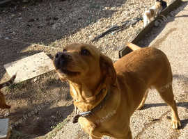 Kc reg red lab bitch