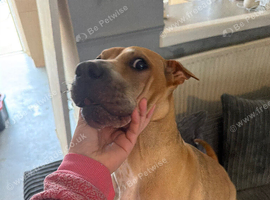 Rehome dog