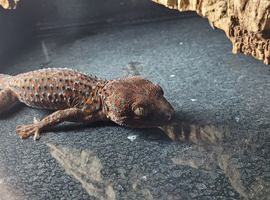 Male Tokay Gecko