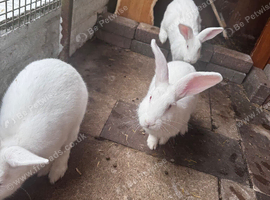 New Zealand rabbits for sale