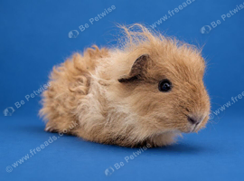Bonded Guinea pig girls