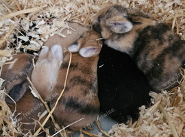 Mini lop/palamino bunnies for sale