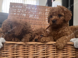 Only 3 left # Stunning fully vaccinated deep red curly toy cavapoos