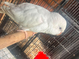Beautiful albino quaker