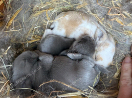 7 Mini lops - waiting list open