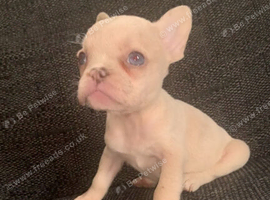 Beautiful French bull dogs