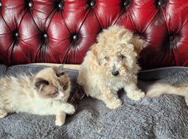 Poochon puppys