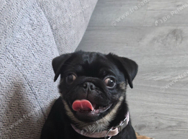 6 month old female pug puppy