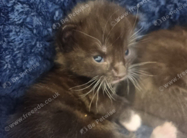 3 week old kittens