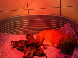 Beautiful miniature dachshund puppies