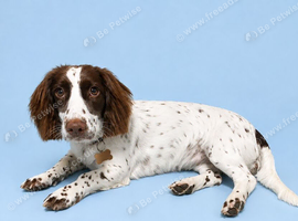 11 months old puppy