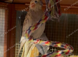 Pearl cockatiel for sale