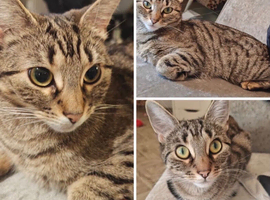 Beautiful friendly & loving house cat age 2, in need of a loving home urgently