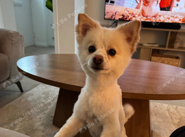 Fox Face Pomeranian