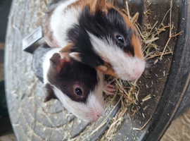 Baby boys