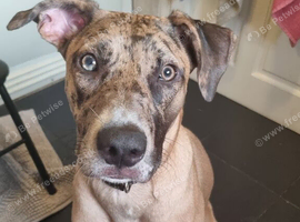 Catahoula leopard dog x Belgian malinois