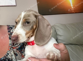 Miniature Piebald Dachshund puppy Girl